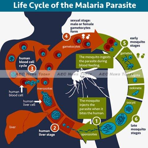 An illustration of the life cycle of the malaria parasite