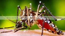 Experimental Dengue Vaccine Protects All Recipients