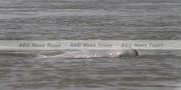 The Don Sahong Dam is an ecological disaster for the regions endangered Irrawaddy Dolphins and will likely destroy a fledgling eco-tourism Industry