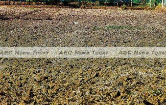 Mekong Delta Drought Wreaking Economic Havoc