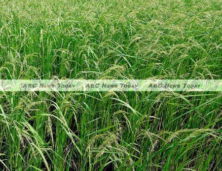  Certified organic Cambodia rice output is expected to come in at between 1,000 and 1,500 tons this year