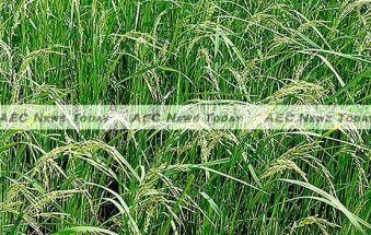 Cambodia Fragrant Rice Exports to EU Threatened by Rogue Traders