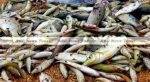 The Vietnamese government is under pressure to reveal the cause of large numbers of dead fish in north-central Vietnam