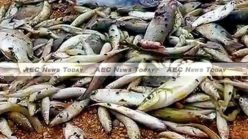Dead fish present challenges for new Vietnam leadership