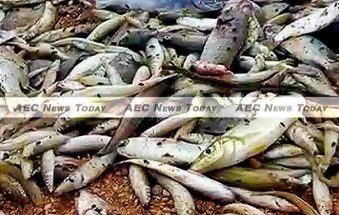 Dead fish present challenges for new Vietnam leadership