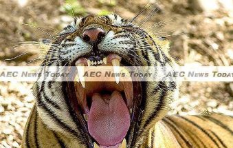 Cambodia: Asia’s New Tiger Economy