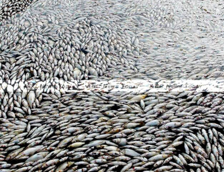 Thousands of tons of fish and the waters of four provinces poisoned for 50 years by Formossa Ha Tinh