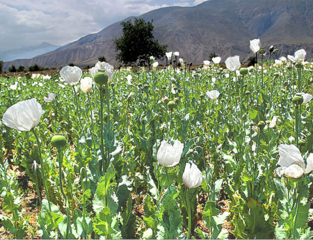 The Myanmar opium sector is driven by politics & poverty