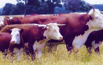 Australia Livestock Export Market Opens in Cambodia