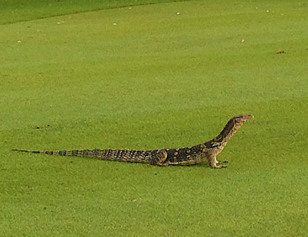 Giant water lizards stroll across the fairways either individually, or occasionally as family groups out on a day's sightseeing