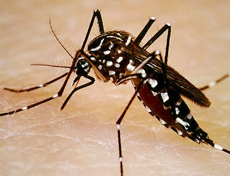 An Aedes aegypti mosquito, vector for the Zika virus and the more deadly dengue fever