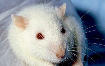 New study finds Asian Zika virus has potential to damage adult brains also (video) *updated