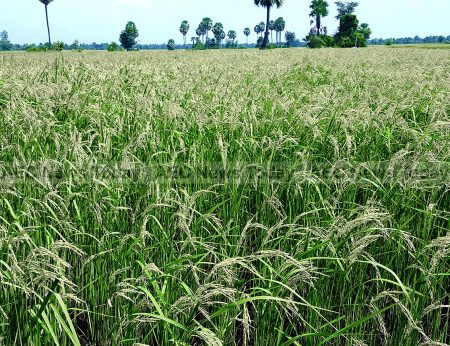 The Cambodian rice sector is noncompetitive and fails to take advantage of other options and is in urgent need of modernisation