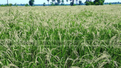 Cambodia Rice Sector ‘Crisis’ Patched, But Not Fixed