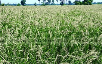 Cambodia Rice Sector ‘Crisis’ Patched, But Not Fixed