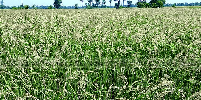 Cambodia Rice Sector ‘Crisis’ Patched, But Not Fixed