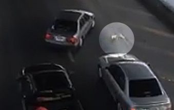 Kitten survives trespass onto Bangkok motorway (video)