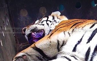 (Not so) Happy ending for Thailand tiger who wandered close to villages (Updated)