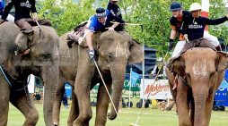 Polo tourney raises more cash to help Thailand elephants (gallery)