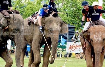 Polo tourney raises more cash to help Thailand elephants (gallery)