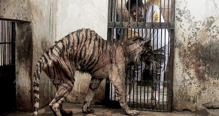 The emaciated condition of Melanie the Sumatran tiger at Surabaya Zoo elicited an international outcry