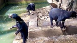 Indonesia ‘death zoo’: president Widodo petitioned to save starving sun bears at Bandung zoo (videos)