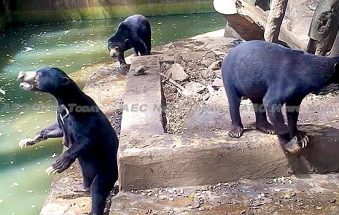 Indonesia ‘death zoo’: president Widodo petitioned to save starving sun bears at Bandung zoo (videos)