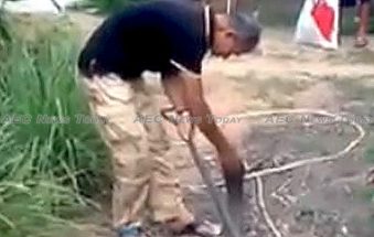 Thai snake whisperer seduces world’s most venomous snake (video)