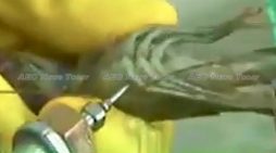 Yuck! Vietnam prawns pumped full of gluggy, snot-like gel (videos)