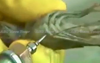 Yuck! Vietnam prawns pumped full of gluggy, snot-like gel (videos)