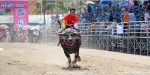Thailand Buffalo Races Trump Spanish Bull Running Madness