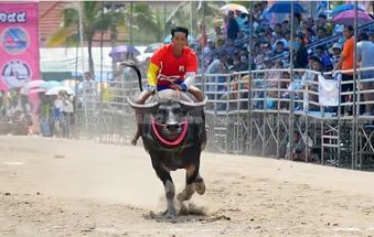 Thailand buffalo races trump Spanish bull running madness (video)