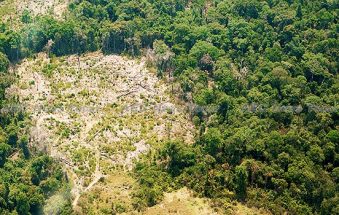 NUS Study: Cambodia Deforestation Increases Child Health Issues