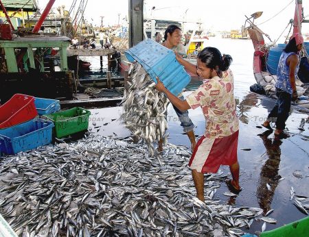 Overexploitation has seen a threefold increase in the percentage of fish stocks at unsustainable levels