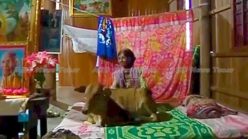 My husband the bull: woman marries calf in Cambodia (video)