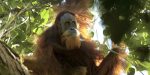 Tapanuli Orangutan 700 | Asean News Today
