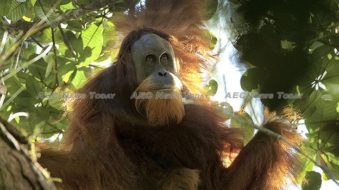 Indonesia power project threatens Sumatra’s Tapanuli orangutans survival (video)