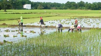 Typhoon Ompong threatens to deepen Philippine rice crisis