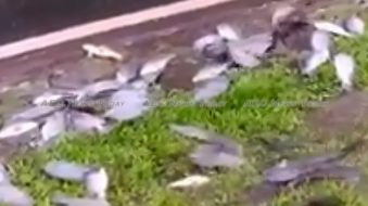 Vietnamese fishocide caught on camera (video)