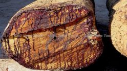 Vietnamese government helping to steal rare Siamese rosewood says Phnom Penh