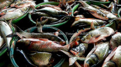 Philippine seas study: Fishing sector faces 2050 extinction