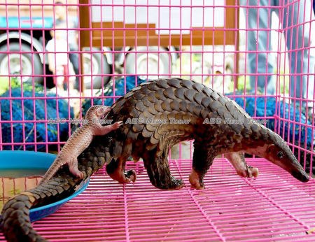 It is estimated that one pangolin is removed from the wild every five minutes