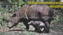 Malaysia morning news for March 1