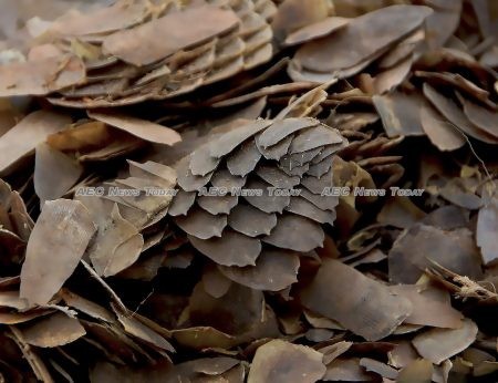 Pangolin scales are used in traditional Chinese medicine and in the manufacture of methamphetamine