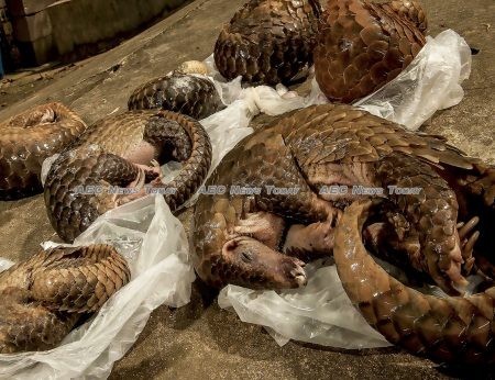 The pangolin is the most trafficked mammal in the world