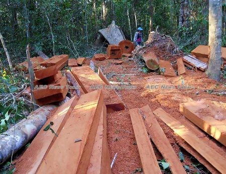 Illegal logging in Cambodia remains a problem: Prey Lang Forest