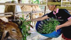 Lao morning news for May 10