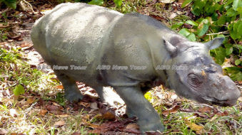 Urgent inter-government action needed to save Sumatran rhinoceros (video)