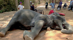 Public opinion brings the hammer down on elephant rides at Angkor Wat