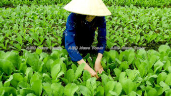 Vietnam morning news #25-19